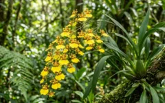 Guia da Oncidium