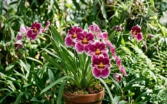 Como cultivar Miltonia