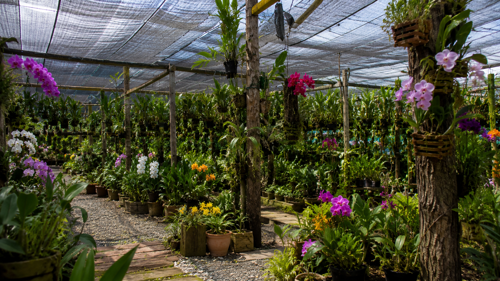 Quando e Como Transplantar Orquídeas sem Danificar Raízes e Garantir um Bom Desenvolvimento