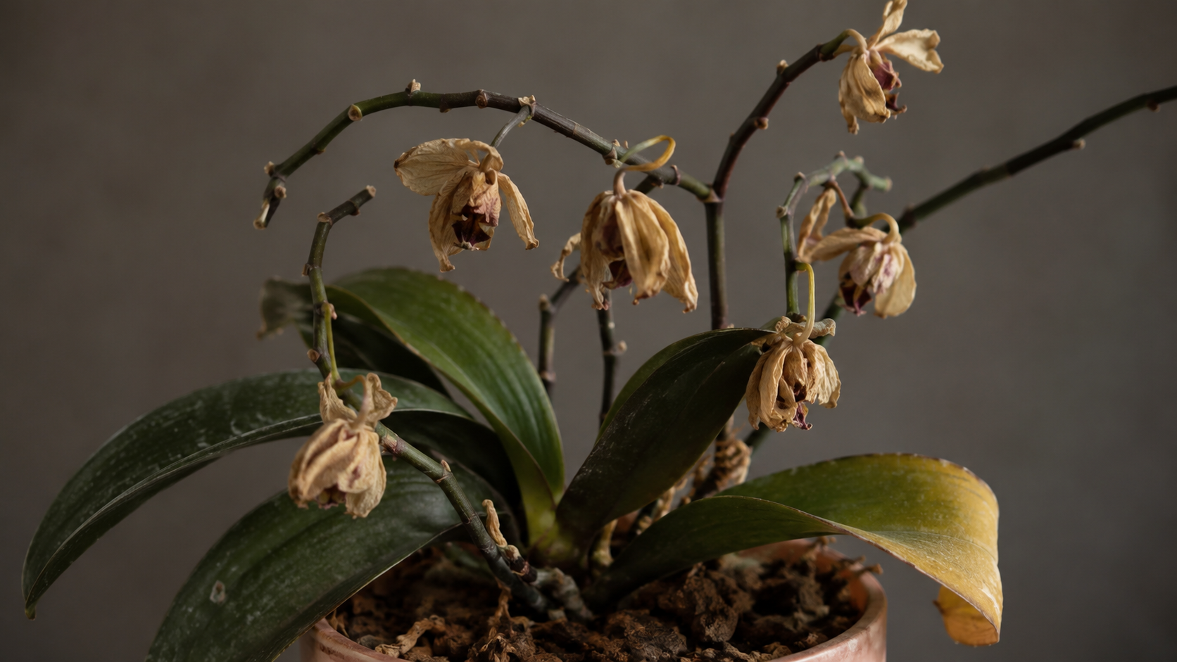 Guia Completo: Como Salvar uma Orquídea Morrendo