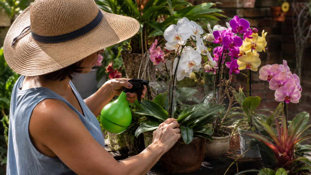 Como cuidar de orquídeas no verão