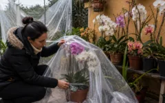 Como cuidar de orquídeas no inverno