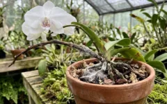 Fungos em orquídeas