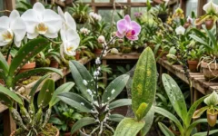 Pragas mais comuns em orquídeas