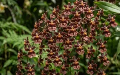 Orquídeas Perfumadas