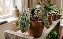 Folhas enrugadas em orquídeas