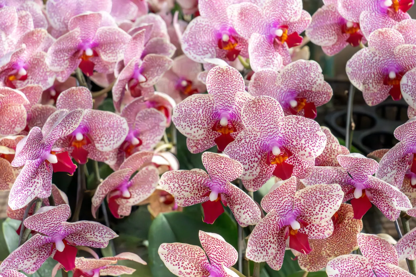 Orquídea borboleta: características e cuidados
