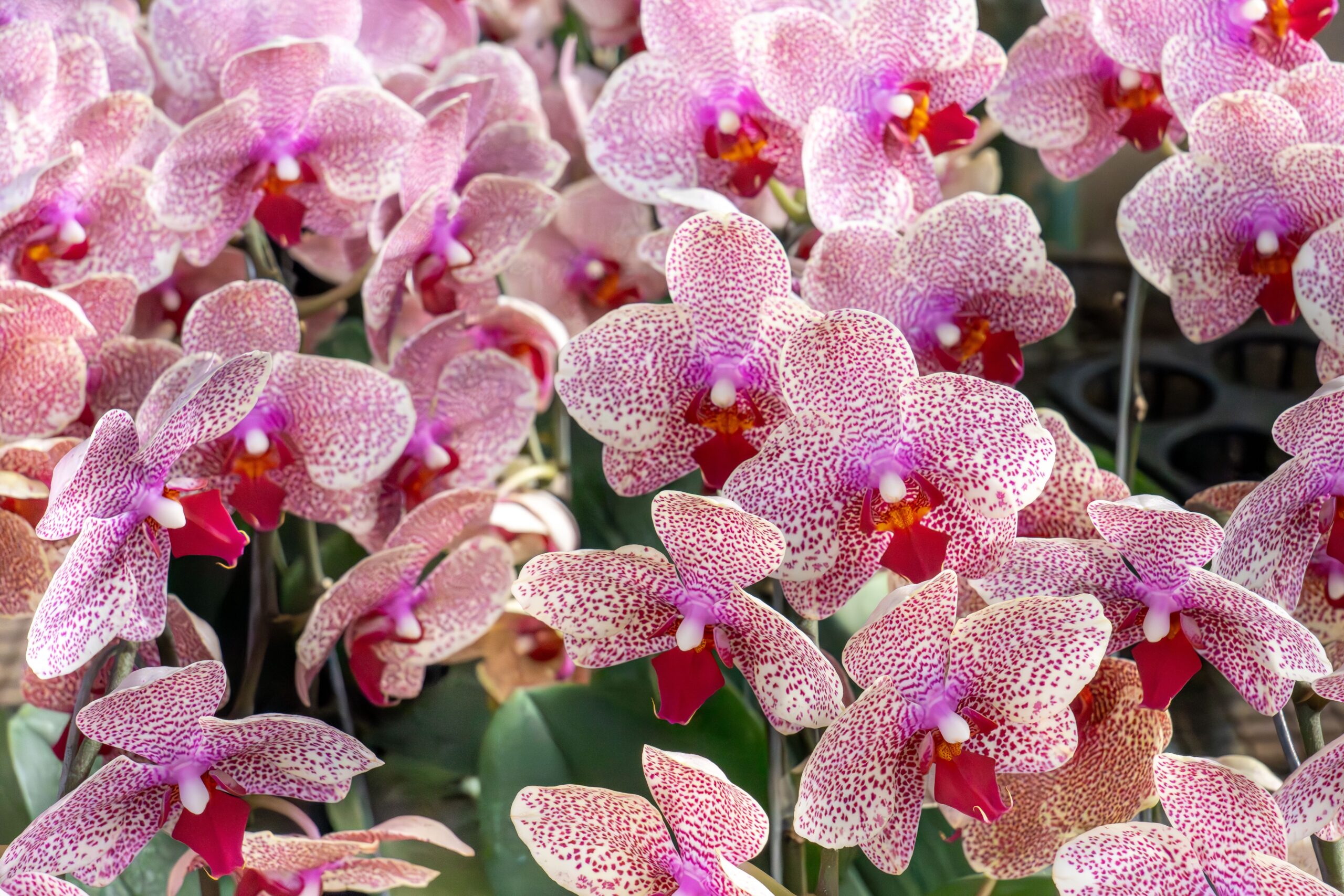 Orquídea borboleta: características e cuidados