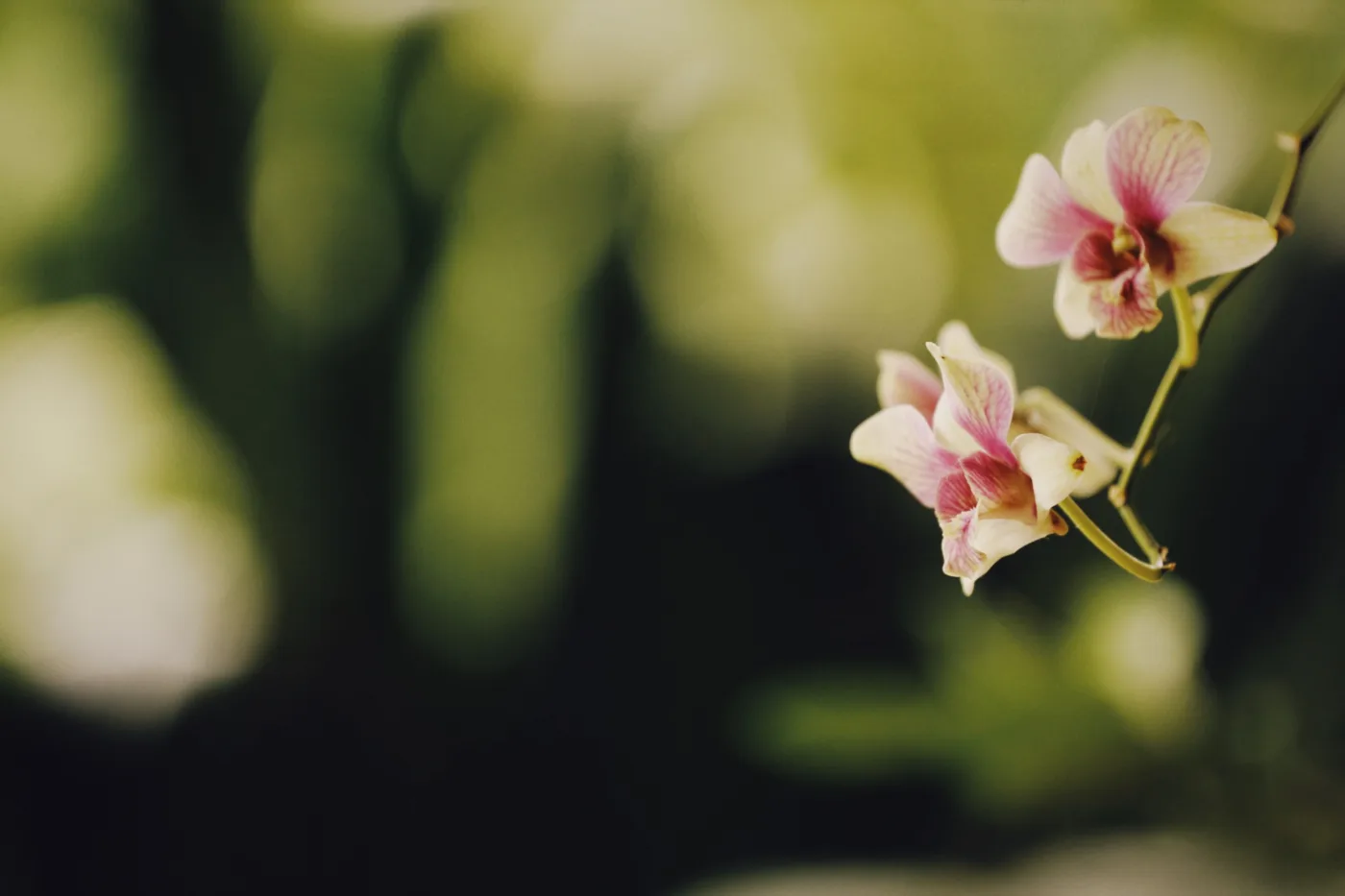 Como adaptar uma orquídea a um novo ambiente