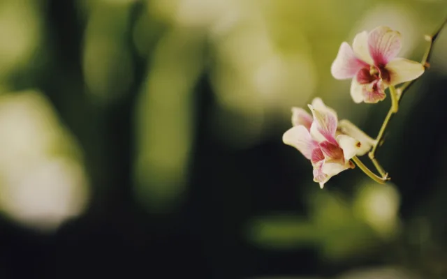 Como adaptar uma orquídea a um novo ambiente