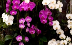 Melhor horário para regar orquídeas: manhã, tarde ou noite?