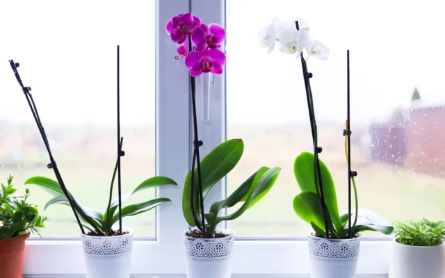 Orquídeas que gostam de sol: principais espécies para ambientes mais iluminados