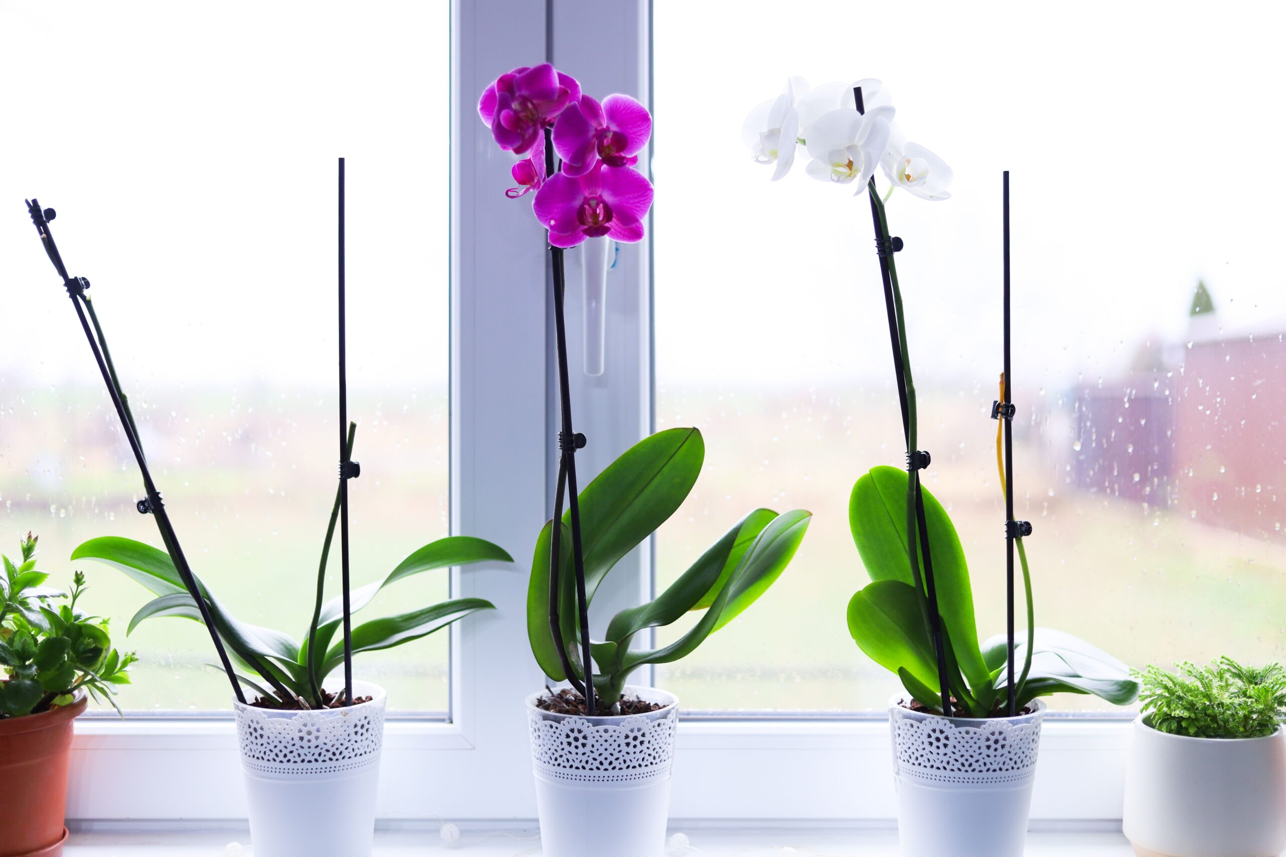 Orquídeas que gostam de sol: principais espécies para ambientes mais iluminados