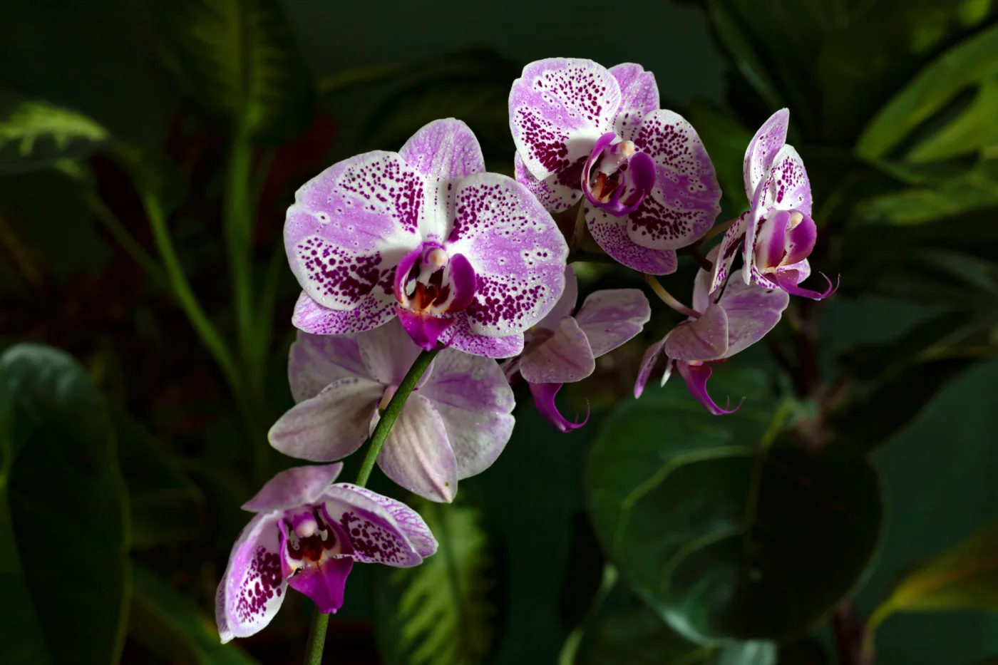Pode molhar as flores da orquídea?
