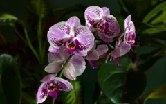 Pode molhar as flores da orquídea?