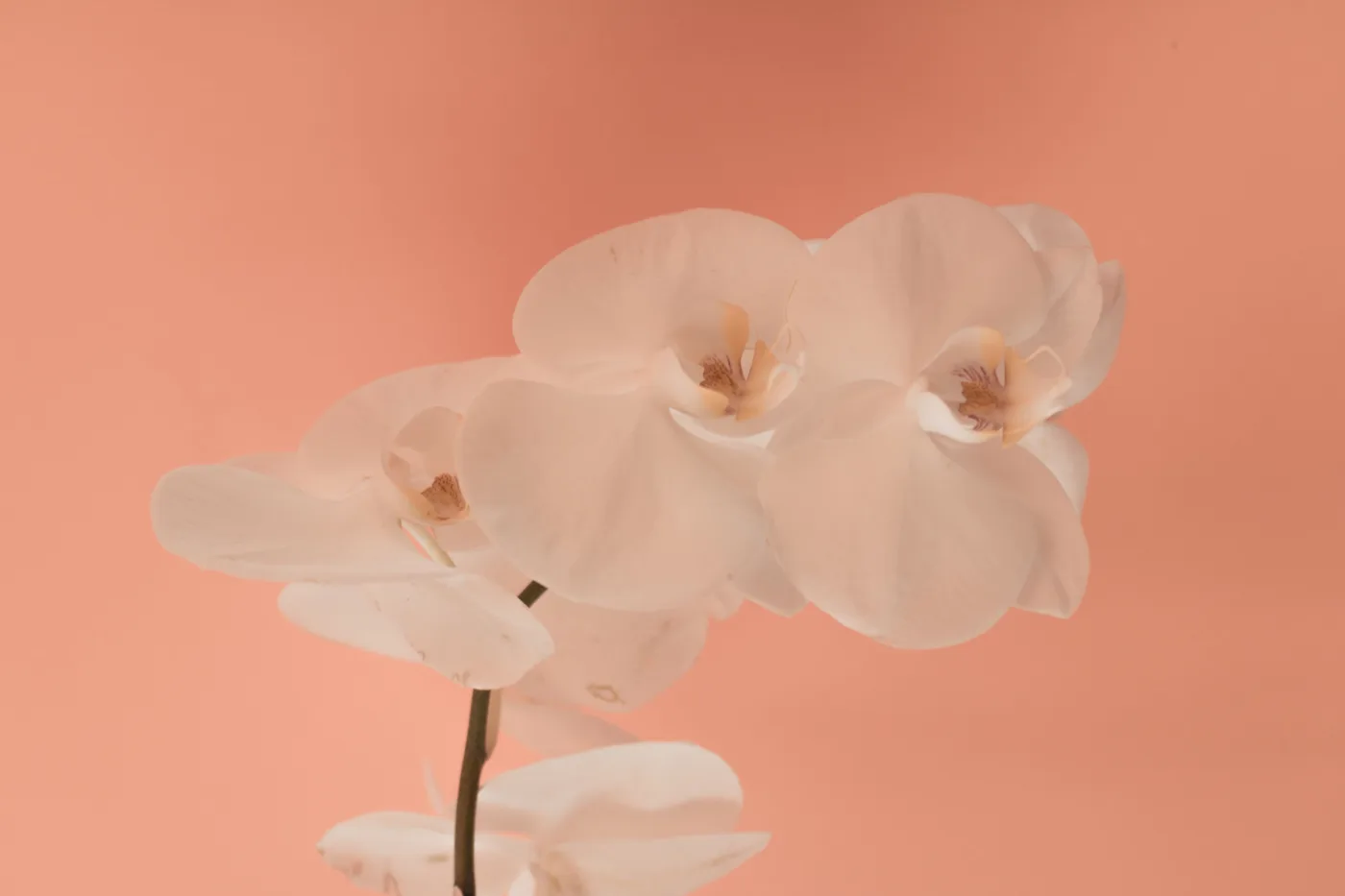 Phalaenopsis branca: características e cuidados para cultivar em casa