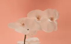 Phalaenopsis branca: características e cuidados para cultivar em casa