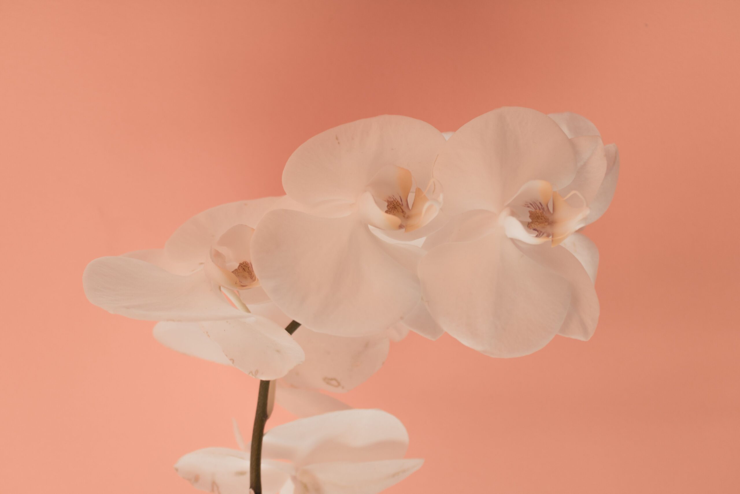 Phalaenopsis branca: características e cuidados para cultivar em casa
