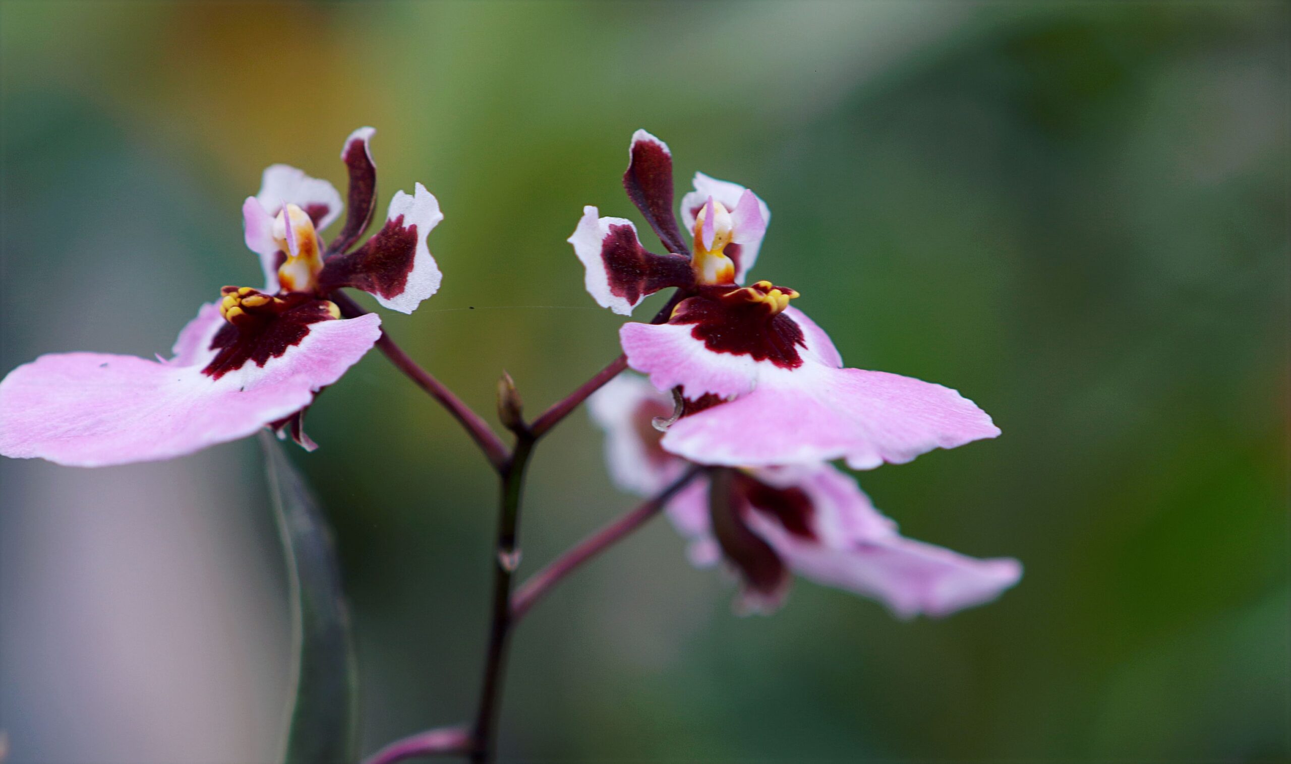 Oncidium chuva-de-ouro: como cuidar dessa orquídea