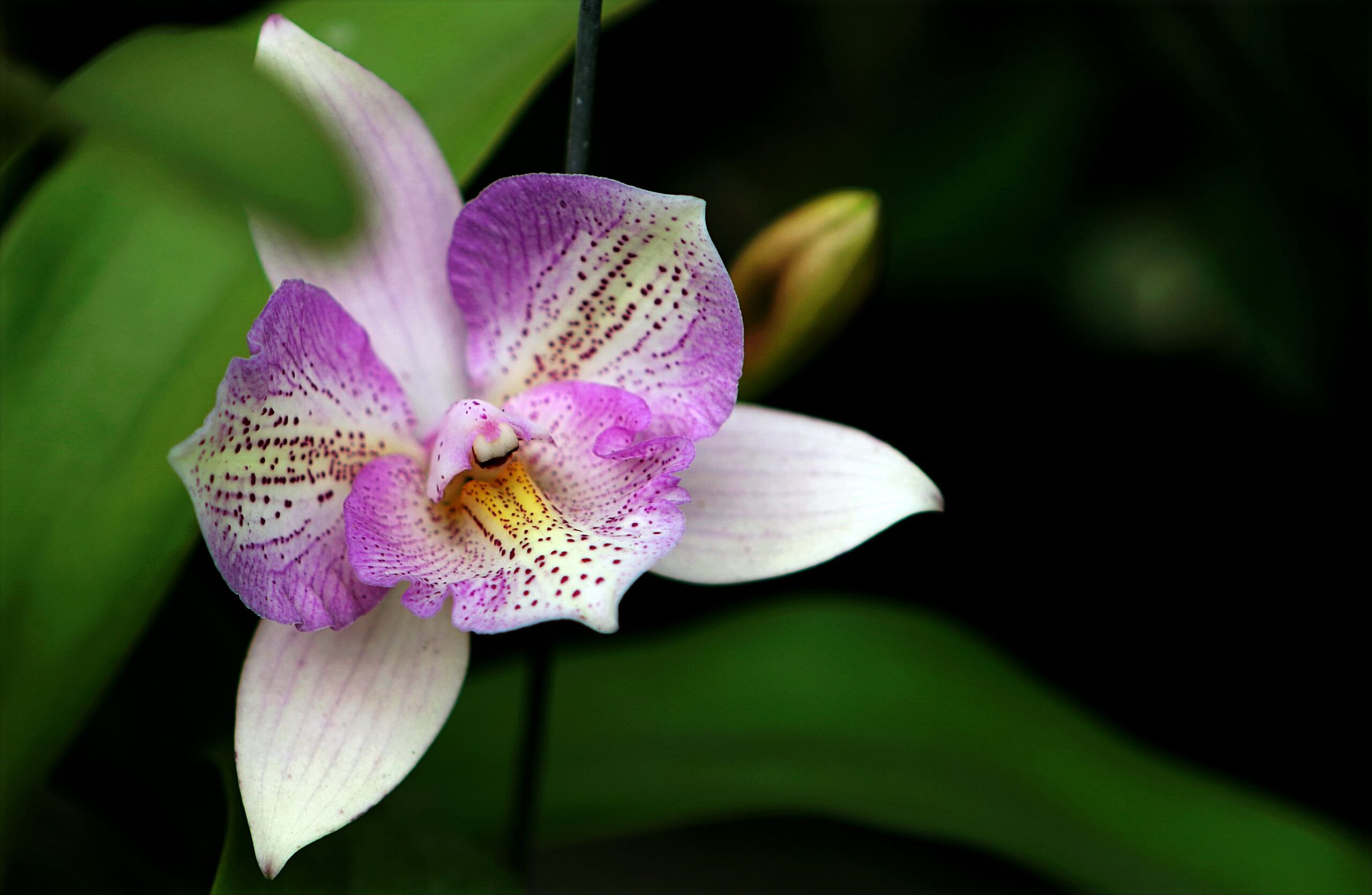 Diferenças entre Phalaenopsis, Cattleya e Dendrobium: como reconhecer cada orquídea
