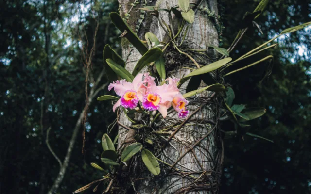 Orquídeas epífitas: o que são e como vivem?