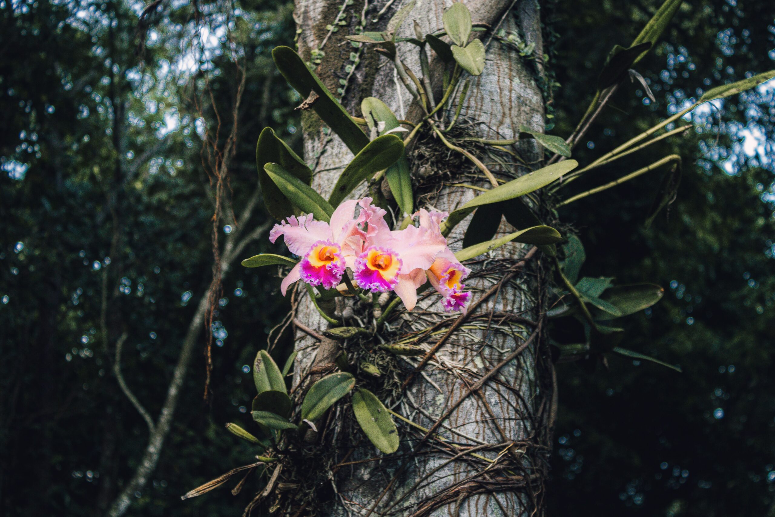 Orquídeas epífitas: o que são e como vivem?