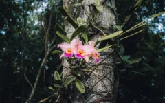 Como cuidar de orquídeas em ambientes com ar-condicionado