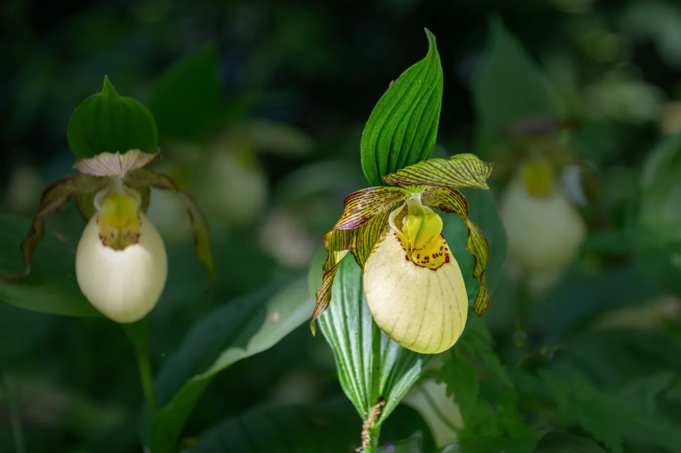 Orquídeas terrestres: espécies e cuidados no cultivo