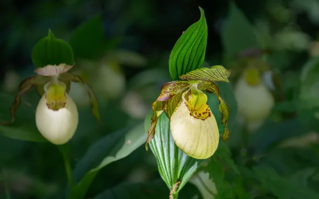 Orquídeas terrestres: espécies e cuidados no cultivo