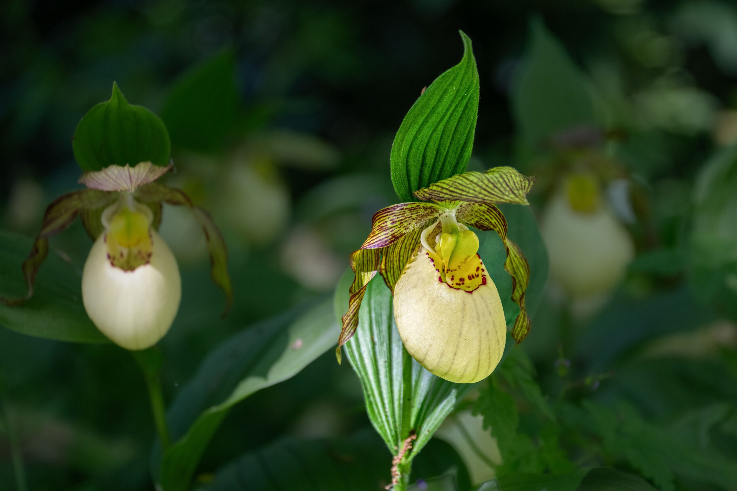 Orquídeas terrestres: espécies e cuidados no cultivo