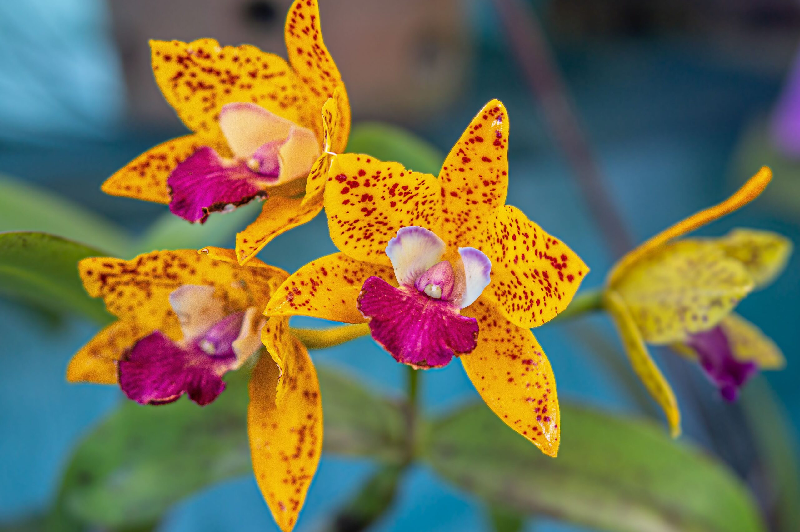 Orquídea baunilha: características e cultivo