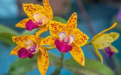 Pode molhar as folhas da orquídea? Entenda quando a água vira um problema