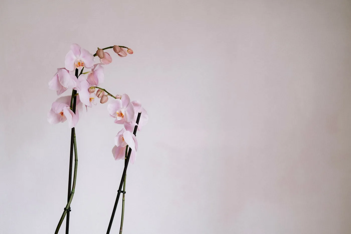 O que fazer com a haste da orquídea após a floração