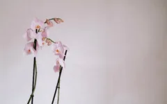 O que fazer com a haste da orquídea após a floração