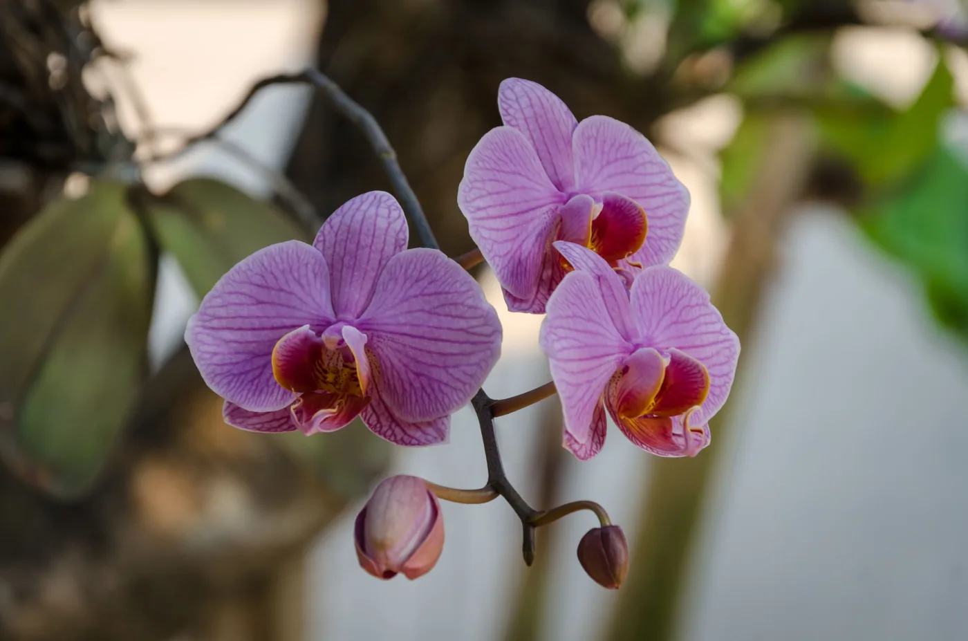 Quanto tempo vive uma orquídea? Ela pode durar muitos anos
