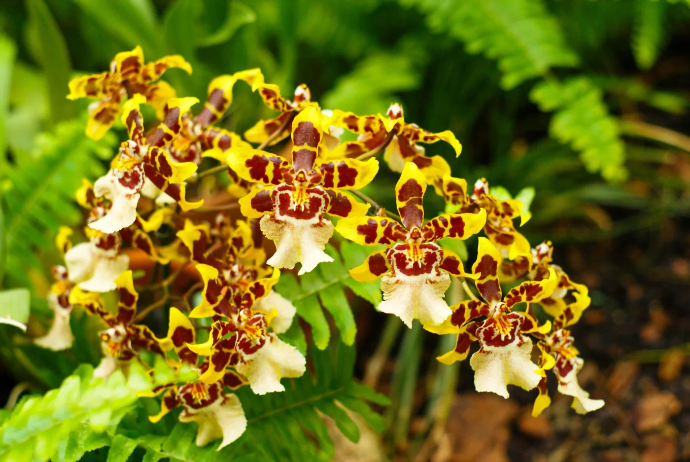 Como cuidar de orquídeas em períodos de seca sem exagerar na rega