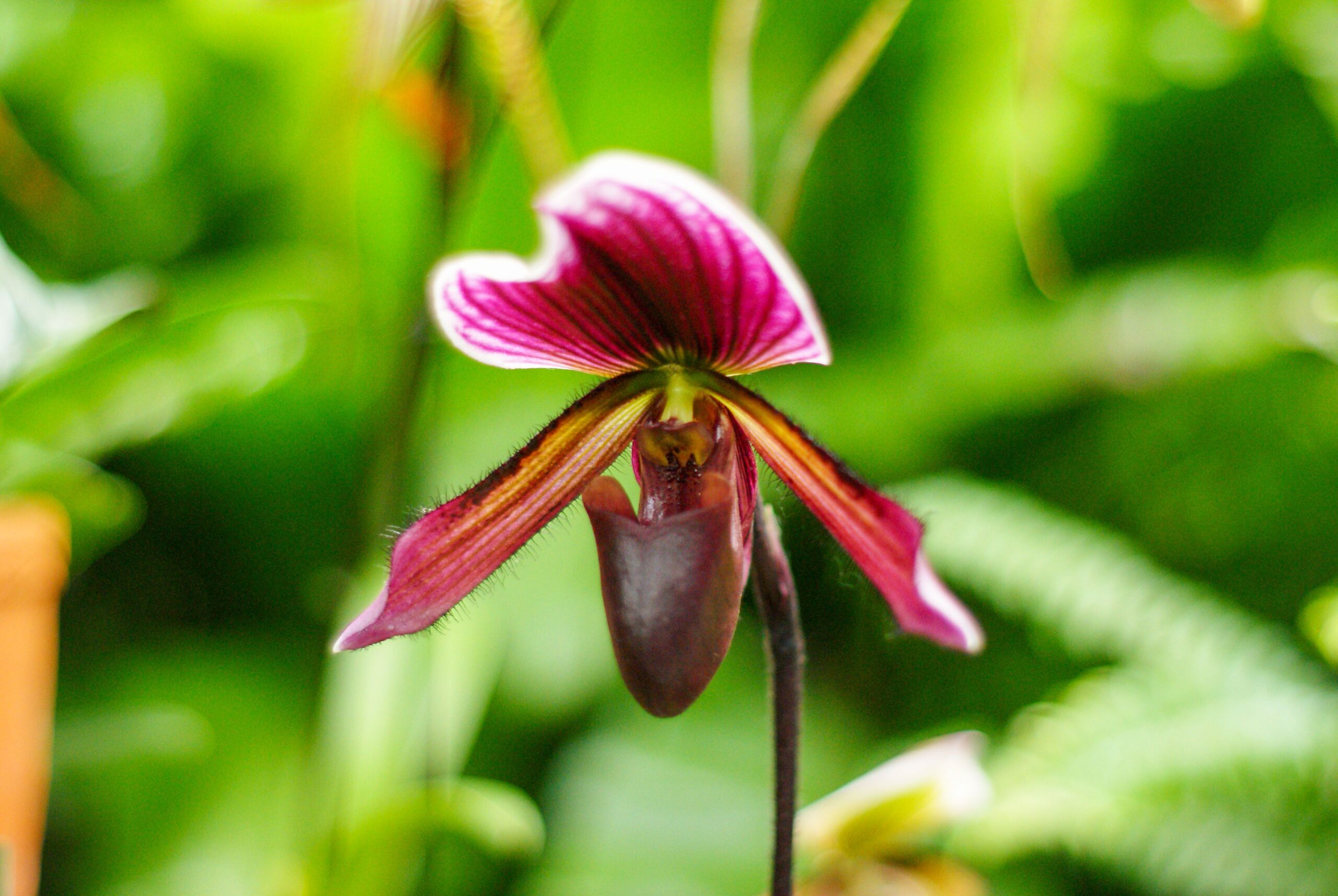Orquídea sapatinho: como cuidar e cultivar em casa