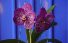 Vanda azul: como cultivar e cuidar dessa orquídea