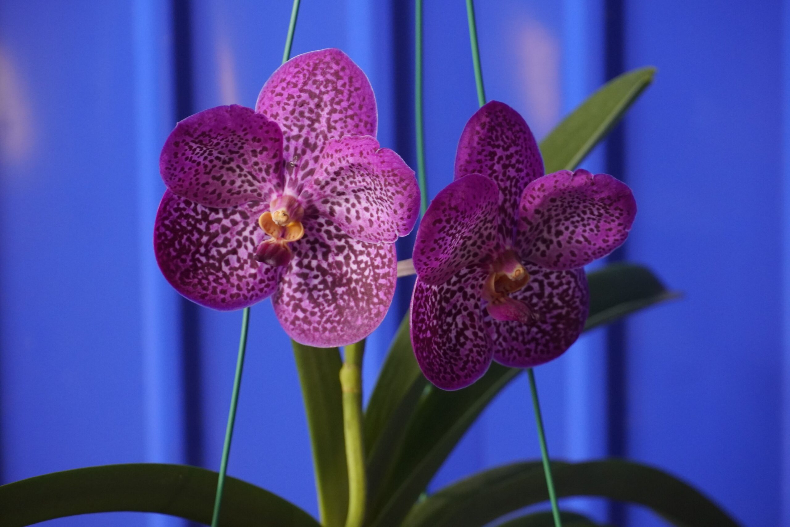 Vanda azul: como cultivar e cuidar dessa orquídea