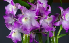 Dendrobium nobile: guia de cultivo para entender essa orquídea