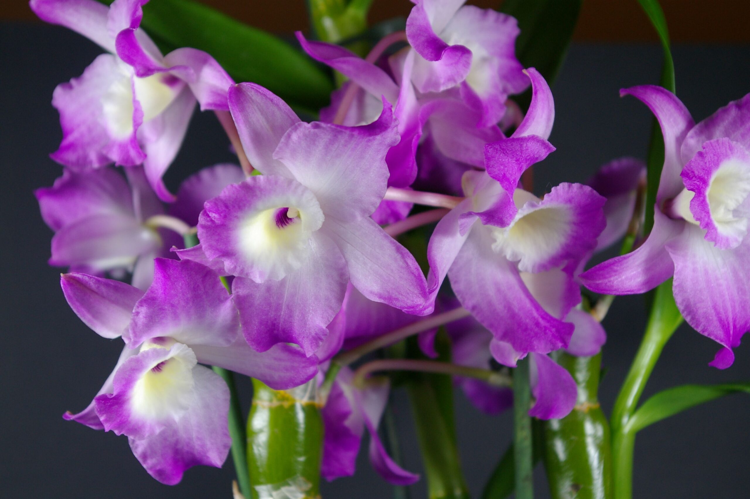 Dendrobium nobile: guia de cultivo para entender essa orquídea