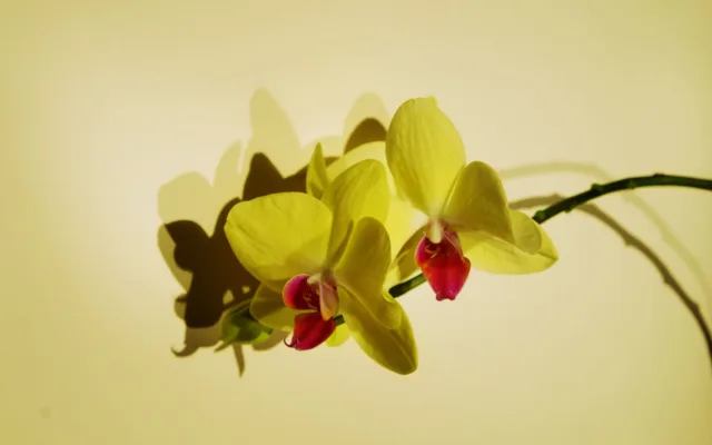 Orquídeas de sombra: quais espécies escolher?