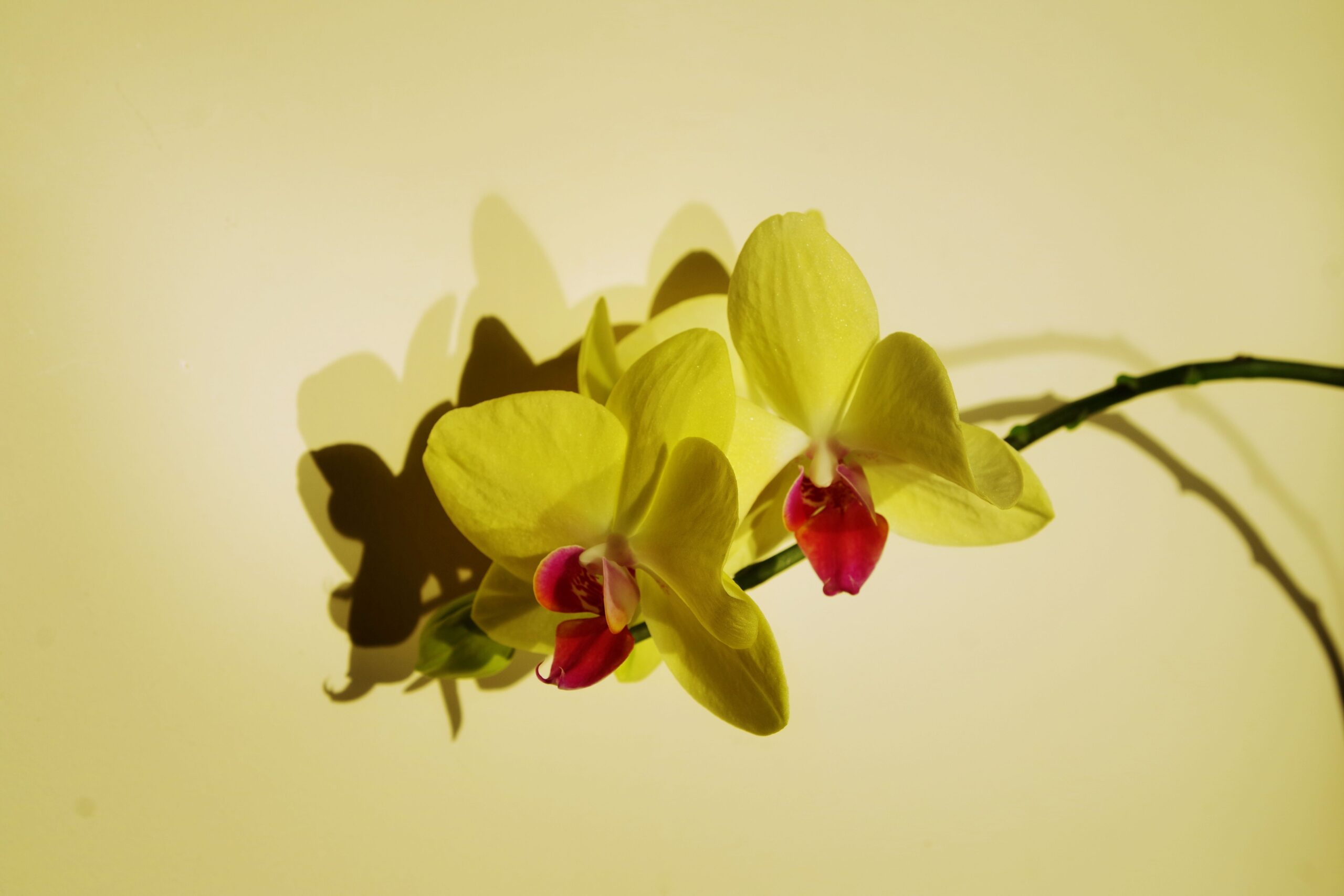 Orquídeas de sombra: quais espécies escolher?
