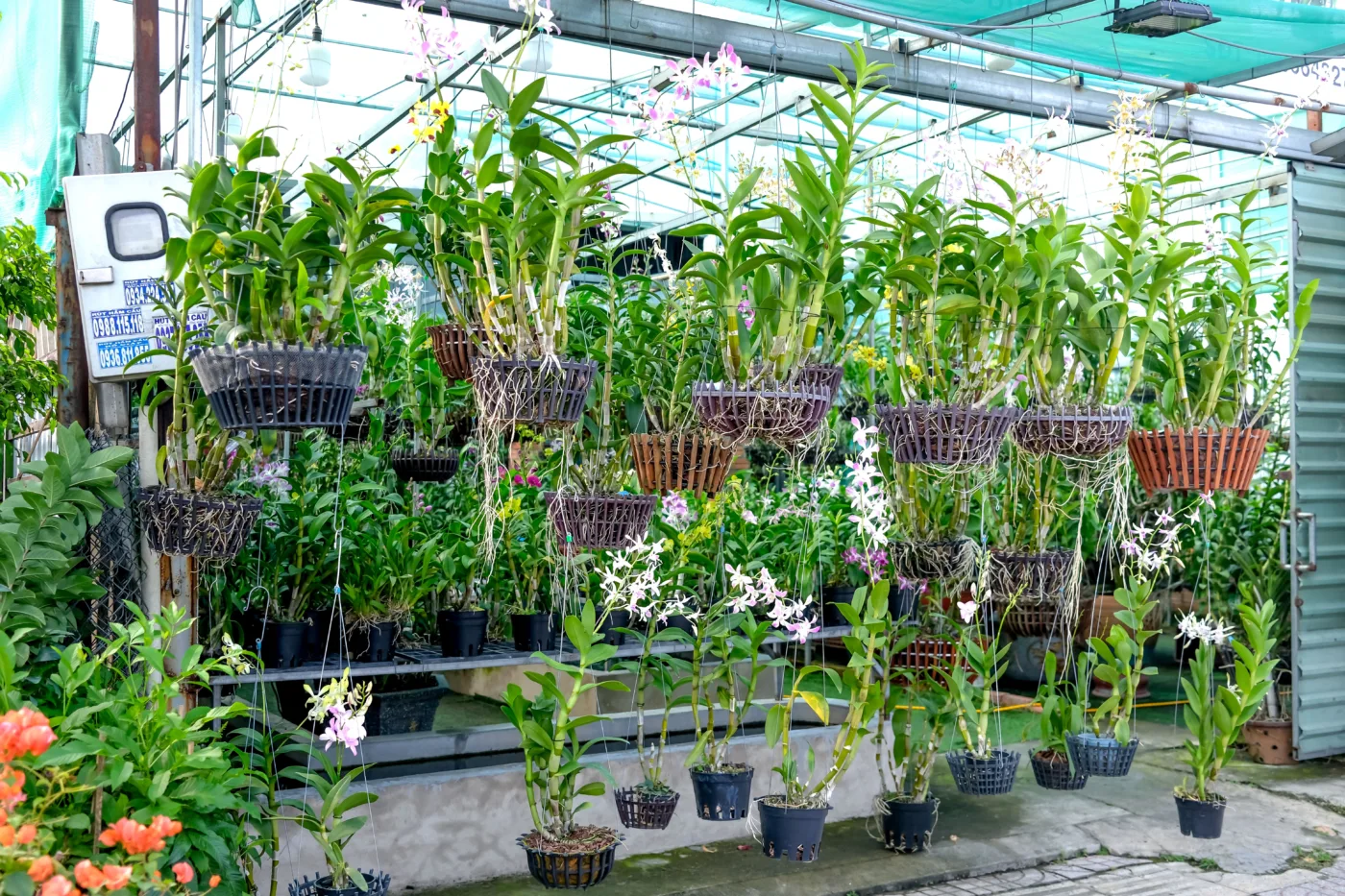 Como cuidar de orquídeas depois que as flores caem