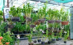 Como cuidar de orquídeas depois que as flores caem