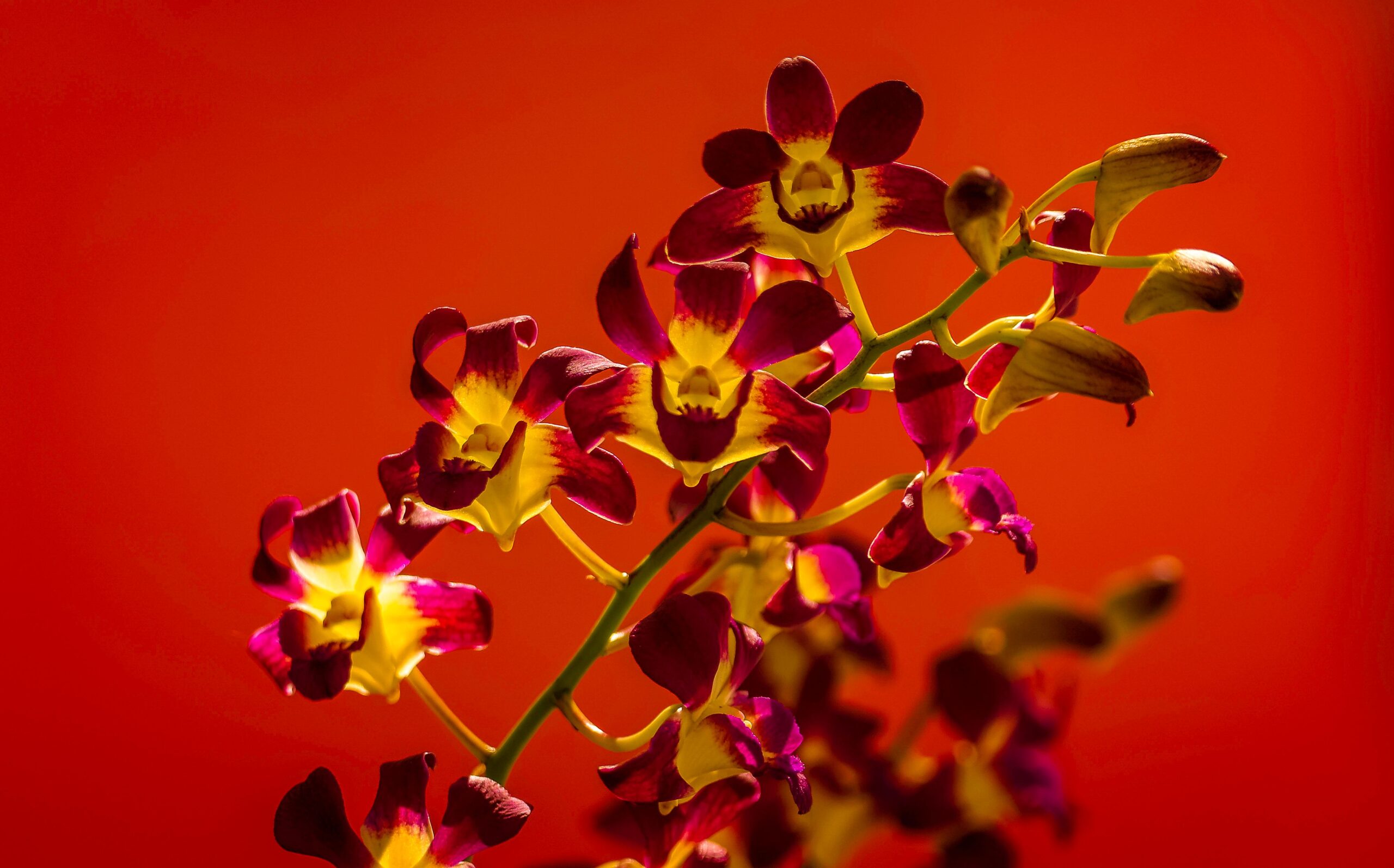 Dendrobium phalaenopsis: características e cuidados