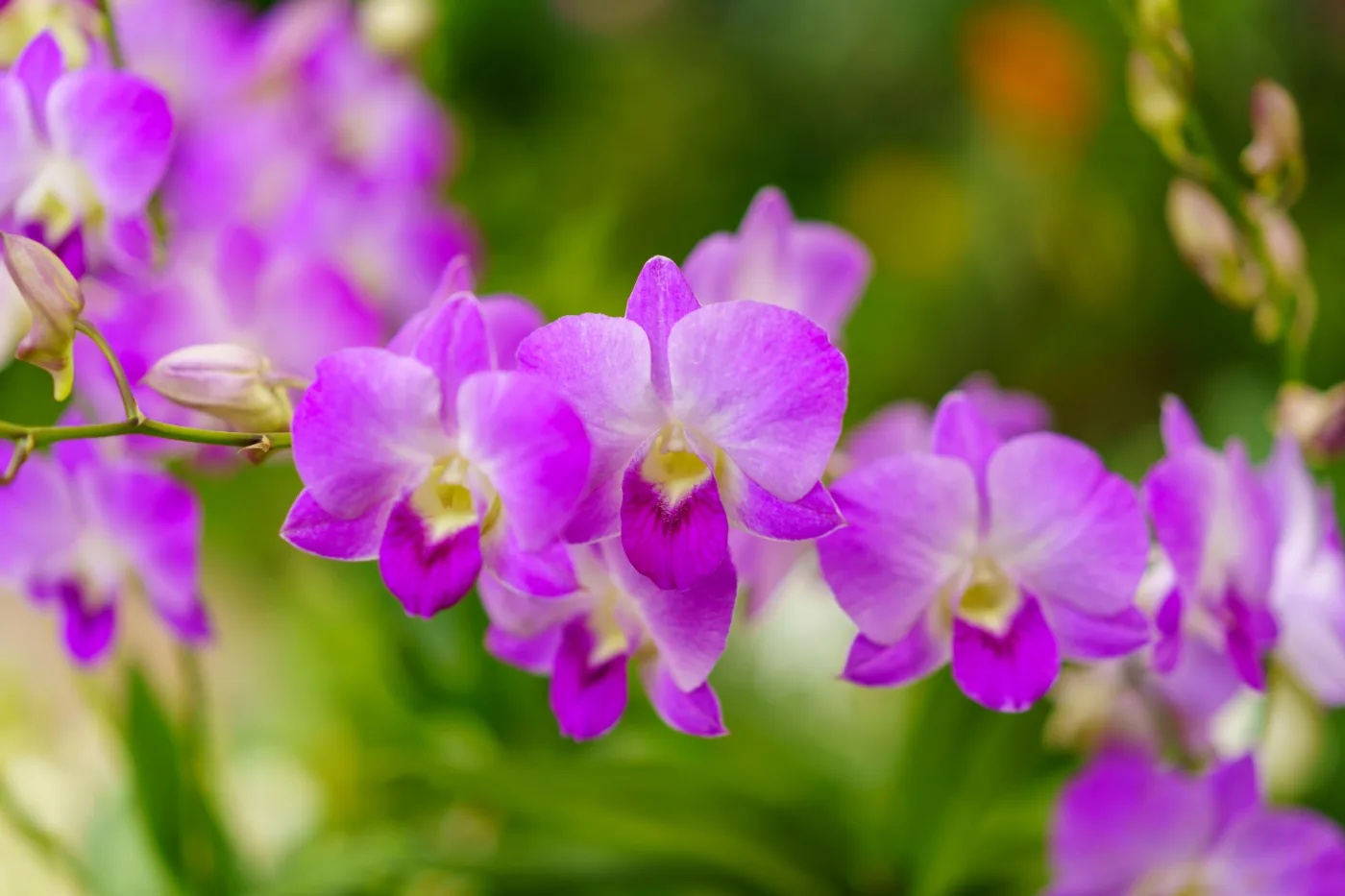 Como cuidar de orquídeas em dias de chuva