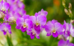 Como cuidar de orquídeas em dias de chuva