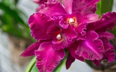 Cattleya brasileira: características e cultivo