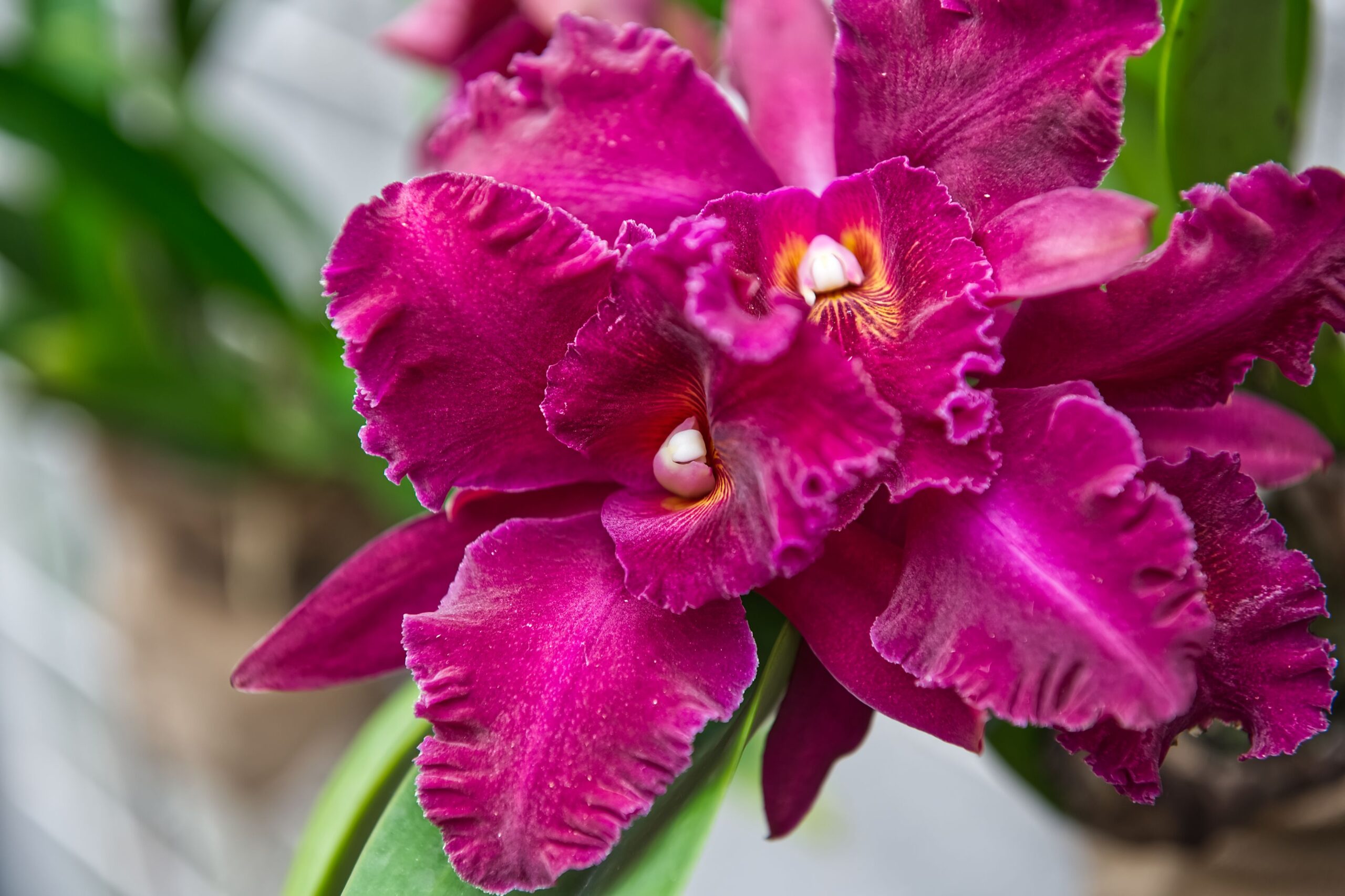 Cattleya brasileira: características e cultivo